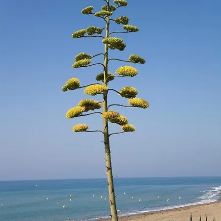 Appt 401-3-bed-heaven Beach-paseo-all Year Heated Pool-free Bikes Estepona
