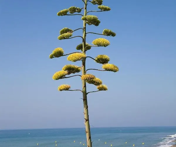 Appt 401-3-bed-heaven Beach-paseo-all Year Heated Pool-free Bikes Estepona